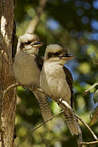 Two Laughing kookaburras (Dacelo novaeguineae) Queensland, Australia