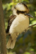 Laughing kookaburra (Dacelo novaeguineae) portrait, Queensland, Australia