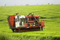 Tea harvesting machine, tea plantation, Atherton Tablelands, Queensland, Australia August 2008