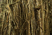 Aerial roots of Strangler fig tree (Ficus virens) known as the "Cathedral Fig", Atherton Tablelands, Queensland, Australia