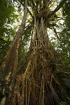 Aerial roots of Strangler fig tree (Ficus virens) known as the "Cathedral Fig", Atherton Tablelands, Queensland, Australia