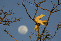 Sulphur crested cockatoo (Cacatua galerita) preening in tree at dawn, Queensland, Australia