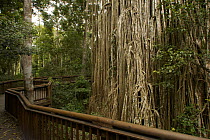 Walkway past curtain Fig tree (Ficus sp) Atherton Tablelands, Queensland, Australia
