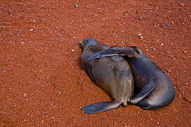 Galapagos sealion {Zalophus californianus wollebaeki} pair resting on beach with flippers against each other, Galapagos, Endangered, January