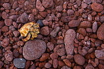 Hermit crab on beach, Rabida Island, Galapagos, January