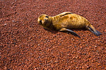 Galapagos sealion {Zalophus californianus wollebaeki} juvenile resting on beach, Rabida Island, Galapagos, Endangered, January