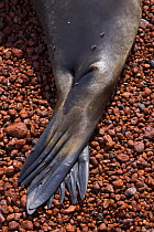 Close up of rear flippers of Galapagos sealion {Zalophus californianus wollebaeki} Rabida Island, Galapagos, Endangered, January