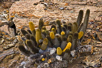 Lava cactus {Brachycereus nesioticus} Bartolome Island, Galapagos, January