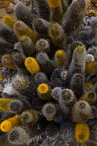 Lava cactus {Brachycereus nesioticus} Bartolome Island, Galapagos, January