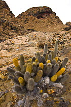 Lava cactus {Brachycereus nesioticus} growing in volcanic landscape, Bartolome Island, Galapagos, January