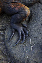 Close up of rear foot of Marine iguana {Amblyrhynchus cristatus} on rock, Galapagos, January