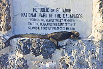 Marine iguana {Amblyrhynchus cristatus} resting near Galapagos NP sign, Plaza Island, Galapagos, January 2009