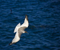 Swallow tailed gull {Creagrus furcatus} in flight over sea, Plaza Island, Galapagos, January