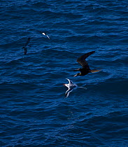 Red billed tropicbird {Phaethon aethereus} and Great frigate birds {Fregata minor} in flight over sea, Plaza Island, Galapagos, January