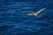 Brown pelican {Pelecanus occidentalis} in flight over sea, Plaza Island, Galapagos, January