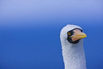 Masked booby {Sula dactylatra} Espanola Island, Galapagos, January