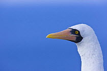 Masked booby {Sula dactylatra} Espanola Island, Galapagos, January
