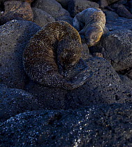 Galapagos sealions {Zalophus californianus wollebaeki} resting on shore, camouflaged against rock, Plaza Island, Galapagos, January, Endangered