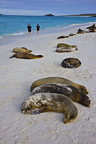 Galapagos sealions {Zalophus californianus wollebaeki} Endangered, resting on beach, tourists walking past, Espanola Island, Galapagos, January 2009