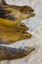 Five Galapagos sealions {Zalophus californianus wollebaeki} resting on beach, Espanola Island, Galapagos, January, Endangered