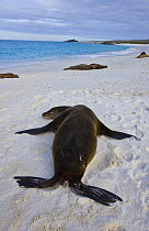 Rear view of Galapagos sealion {Zalophus californianus wollebaeki} resting on beach, Espanola Island, Galapagos, January, Endangered