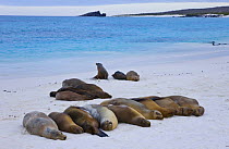 Galapagos sealions {Zalophus californianus wollebaeki} resting on beach, Espanola Island, Galapagos, January, Endangered