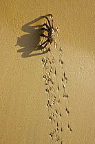 Crab walking over beach leaving tracks in the wet sand, Floreana Island, Galapagos, January