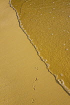 Birds tracks in wet sand on shoreline, Floreana Island, Galapagos, January