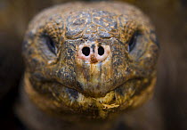 Galapagos giant tortoise {Geochelone elephantopus} head portrait, Santa Cruz Island, Galpagos, January