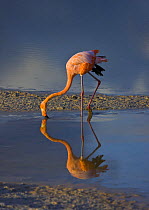 Greater flamingo {Phoenicopterus ruber} feeding in coastal lagoon, Isabela Island, Galapagos, January