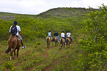 Tourists riding horses to the caldera rim of the Chico Volcano, Sierra Negra, Isabela Island, Galapagos, January 2009