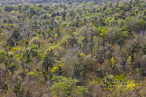 Scrubby woodland vegetation with cacti, Isabela Island, Galapagos, January 2009