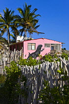 Marine iguana painted on the wall of a Hotel in Puerto Villamil, Isabela Island, Galpagos, January 2009
