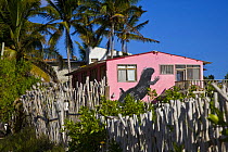 Marine iguana painted on the wall of a Hotel in Puerto Villamil, Isabela Island, Galápagos, January 2009