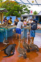 The fish market at Puerto Ayora, with Galapagos sealion and Brown pelicans waiting to be fed the scraps, Santa Cruz Island, Galapagos, January 2009