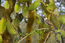 Galapagos mockingbird, Playa Bahía Tortuga, Santa Cruz Island, Galapagos, January