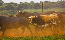 Herd of Spanish fighting bulls (Toros bravos) running, Sevilla, Andalucía, Spain, March 2008