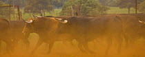 Herd of Spanish fighting bulls (Toros bravos) running, Sevilla, Andalucía, Spain, March 2008