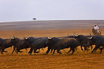 Horseman herding Spanish fighting bulls (Toros bravos) Sevilla, Andalucía, Spain, March 2008