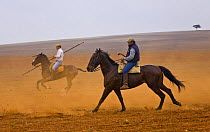 Horsemen herding Spanish fighting bulls (Toros bravos) Sevilla, Andalucía, Spain, March 2008
