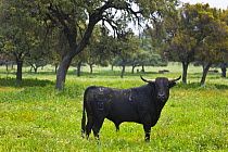 Spanish fighting bull (Toros bravos) standing amongst cork oak trees, Sevilla, Andalucía, Spain, March 2008