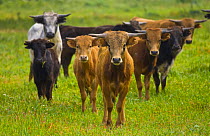 Young calves bred for Spanish fighting bulls (Toros bravos) Sevilla, Andalucía, Spain, March 2008