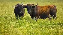 Two Spanish fighting bulls (Toros bravos) in field, Sevilla, Andalucía, Spain, March 2008