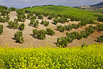 New Olive grove with Oilseed rape flowering in the foreground, Sevilla, Andalucía, Spain, March 2008