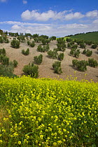 New Olive grove with Oilseed rape flowering in the foreground, Sevilla, Andalucía, Spain, March 2008