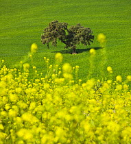 Oak tree in field with Oilseed rape flowering in the foreground, Sevilla, Andalucía, Spain, March 2008