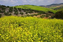 Olive grove with Oilseed rape flowering in the foreground, Sevilla, Andalucía, Spain, March 2008