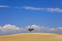 Solitary Oak tree in the middle of a large tilled field, Sevilla, Andalucia, Spain, March 2008