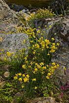 Wild Narcissus daffodils flowering amongst rocky ground, Sevilla, Andalucía, Spain, March 2008