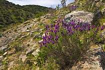 Wild Lavender {Lavandula sp} flowering on rocky ground, Sevilla, Andalucía, Spain, March 2008